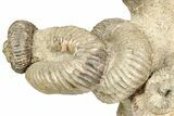 Tall Cluster Of Heteromorph (Nostoceras) Ammonite Fossils #241988-3